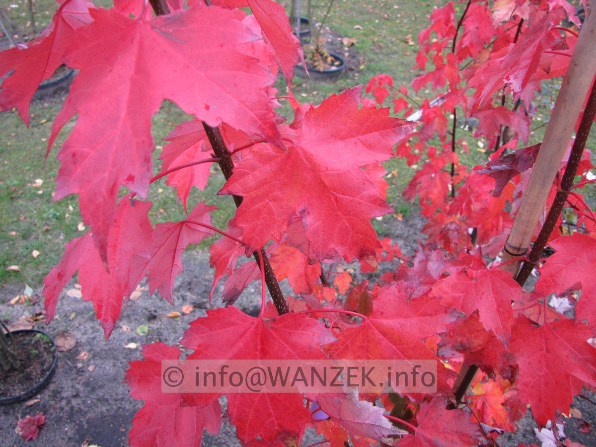 Acer rubrum Autumn Flame 2.JPG